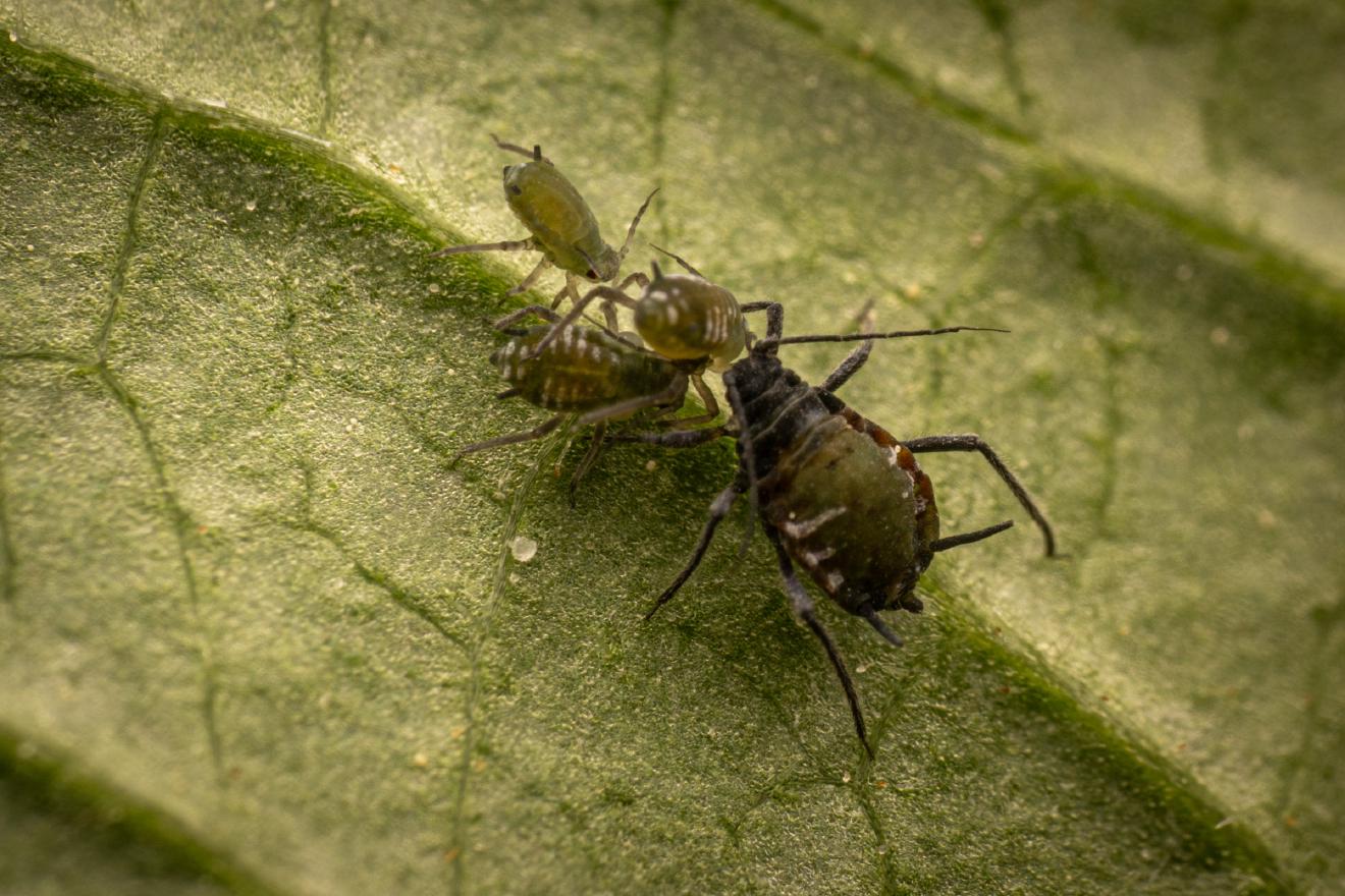 Elder Aphid – No. 2