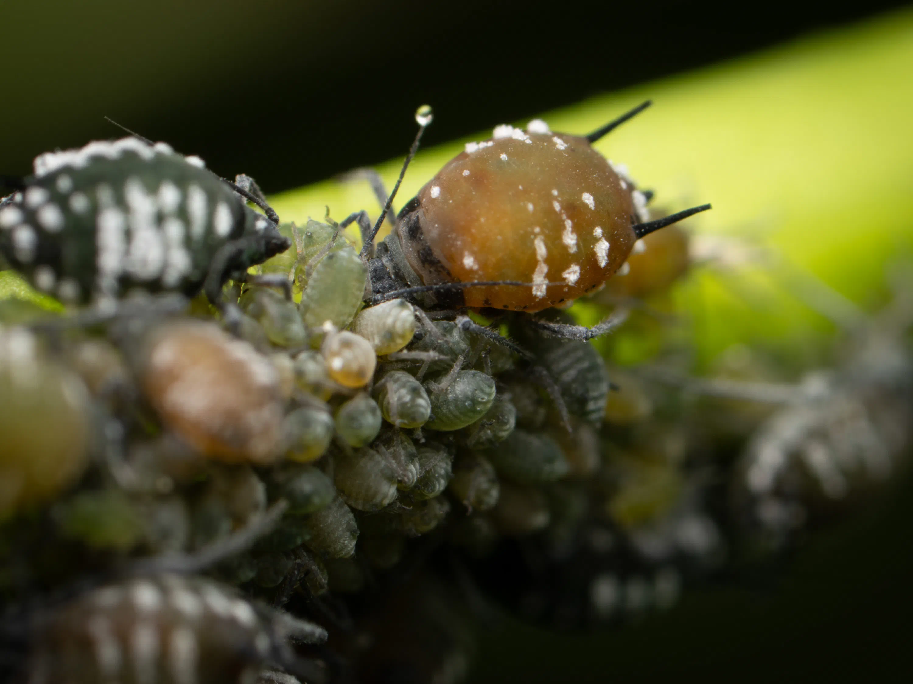 Elder Aphid