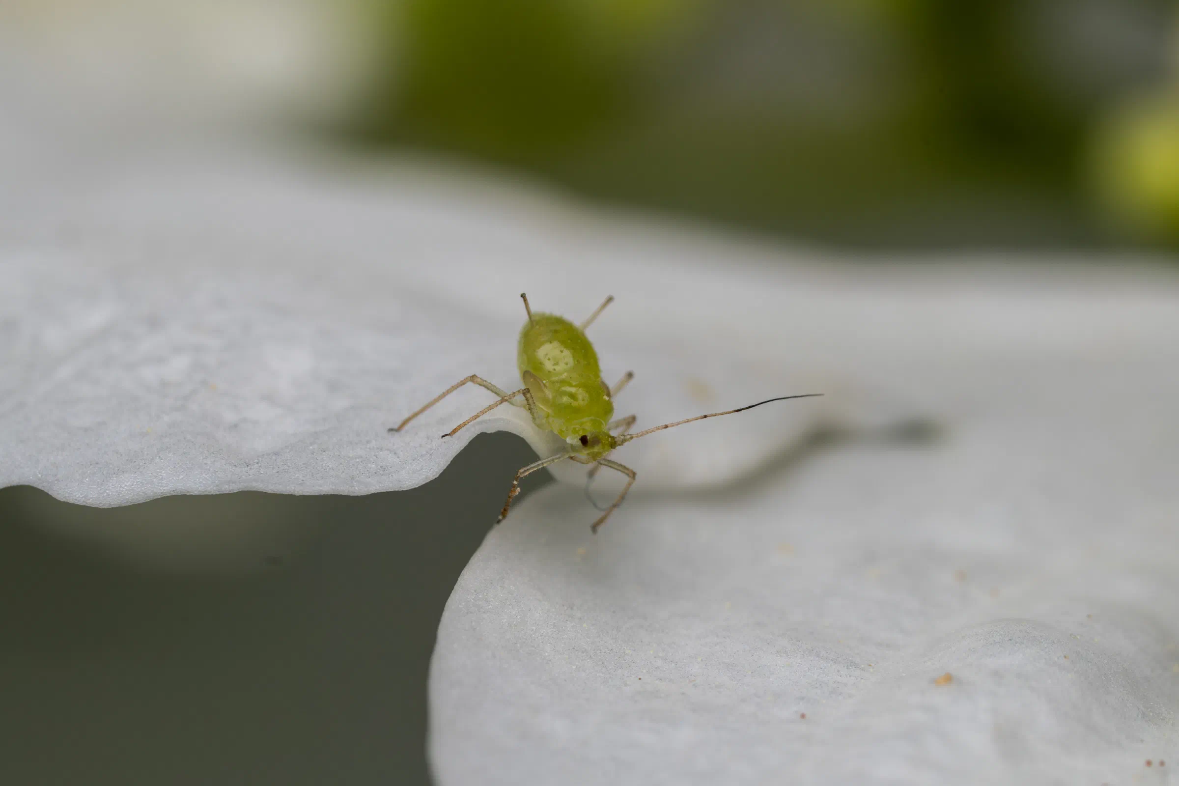 Macrosiphini – No. 2