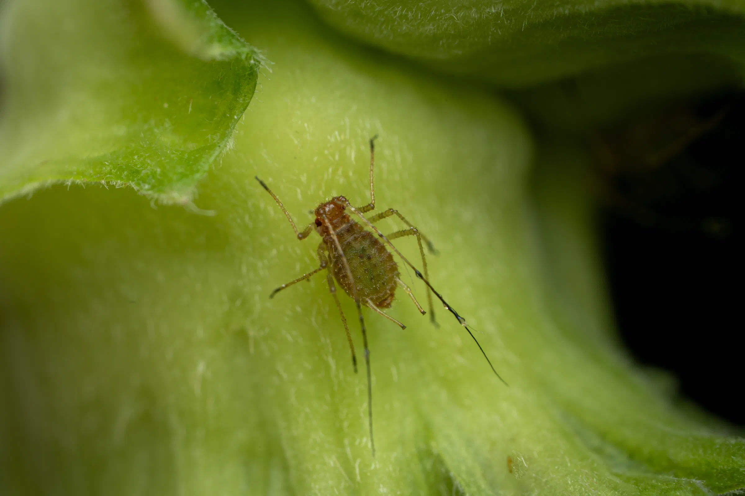 Macrosiphini – No. 3
