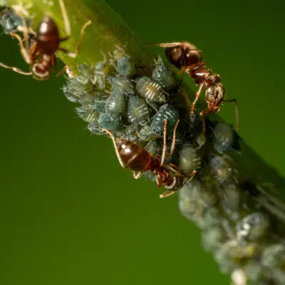 Aphidoidea