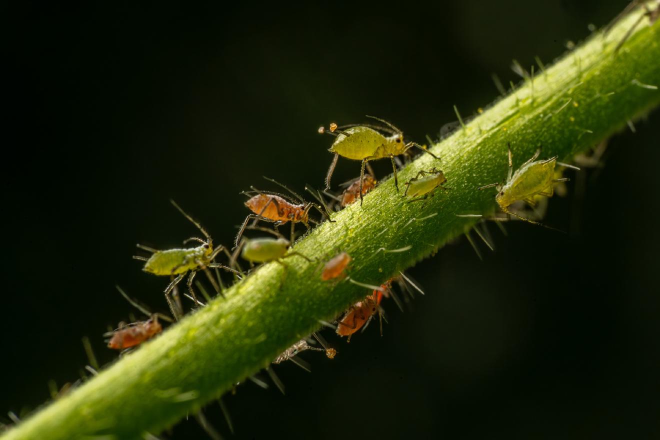 Aphidoidea – No. 3