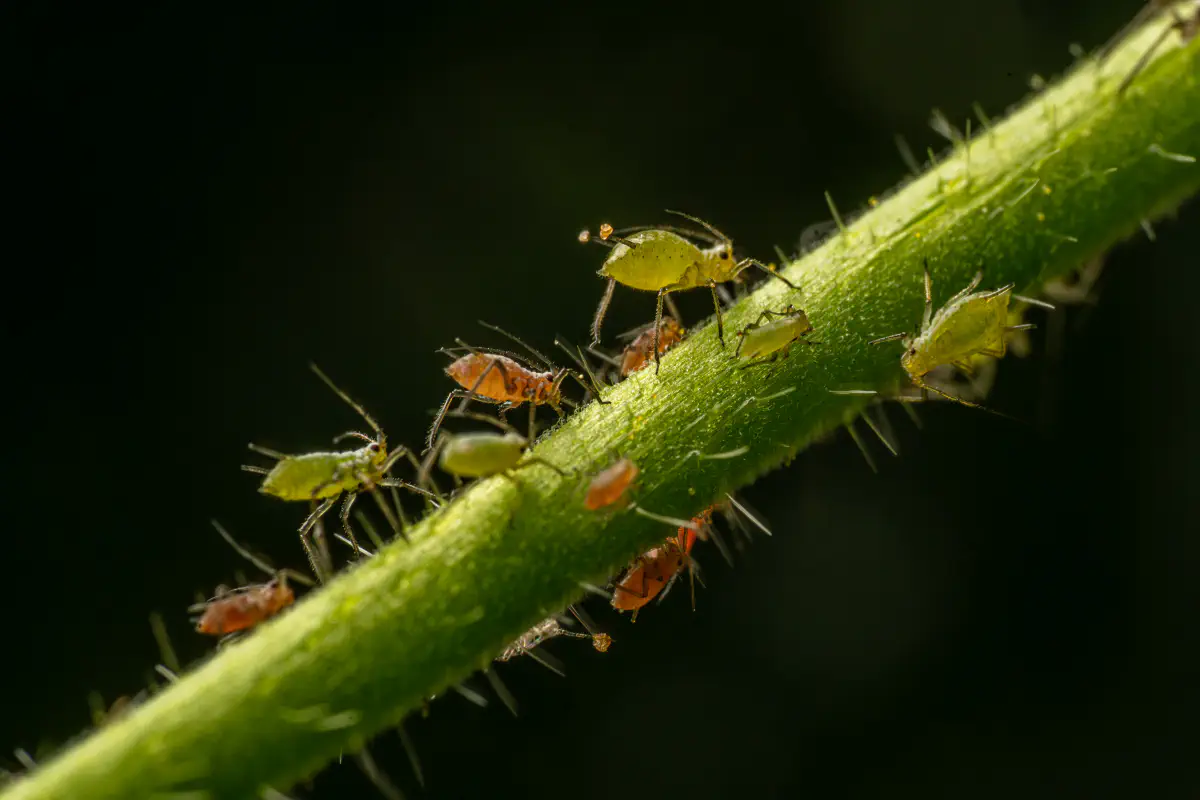 Aphidoidea