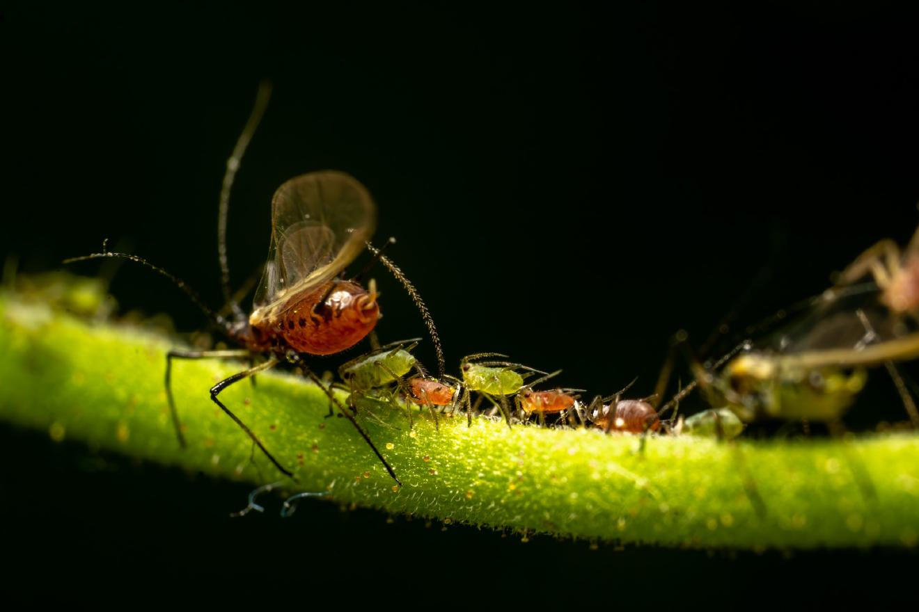 Aphidoidea – No. 4