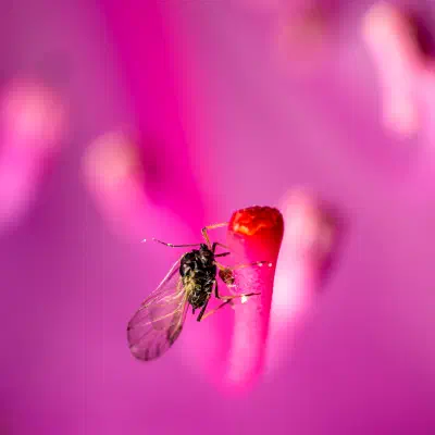 Aphidoidea