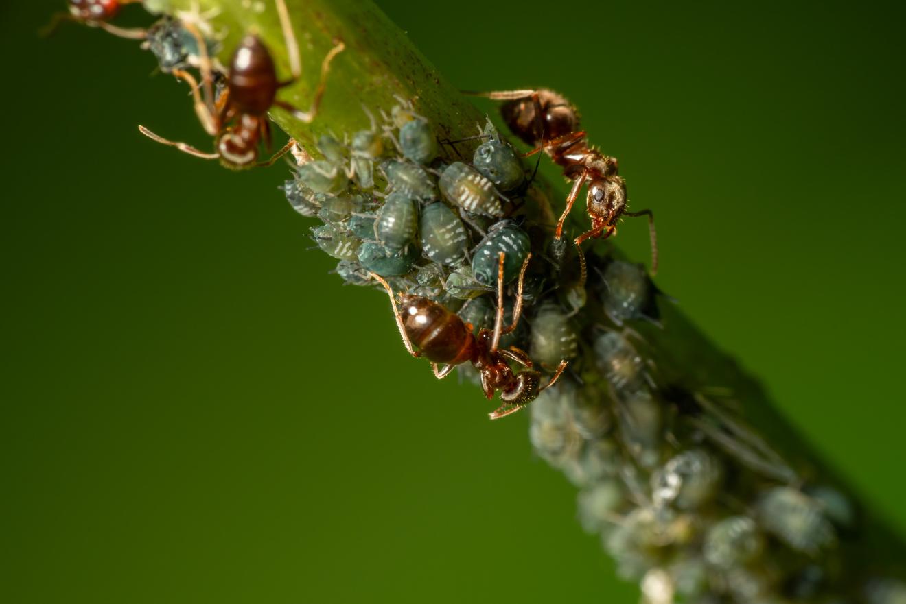 Aphidoidea – No. 5