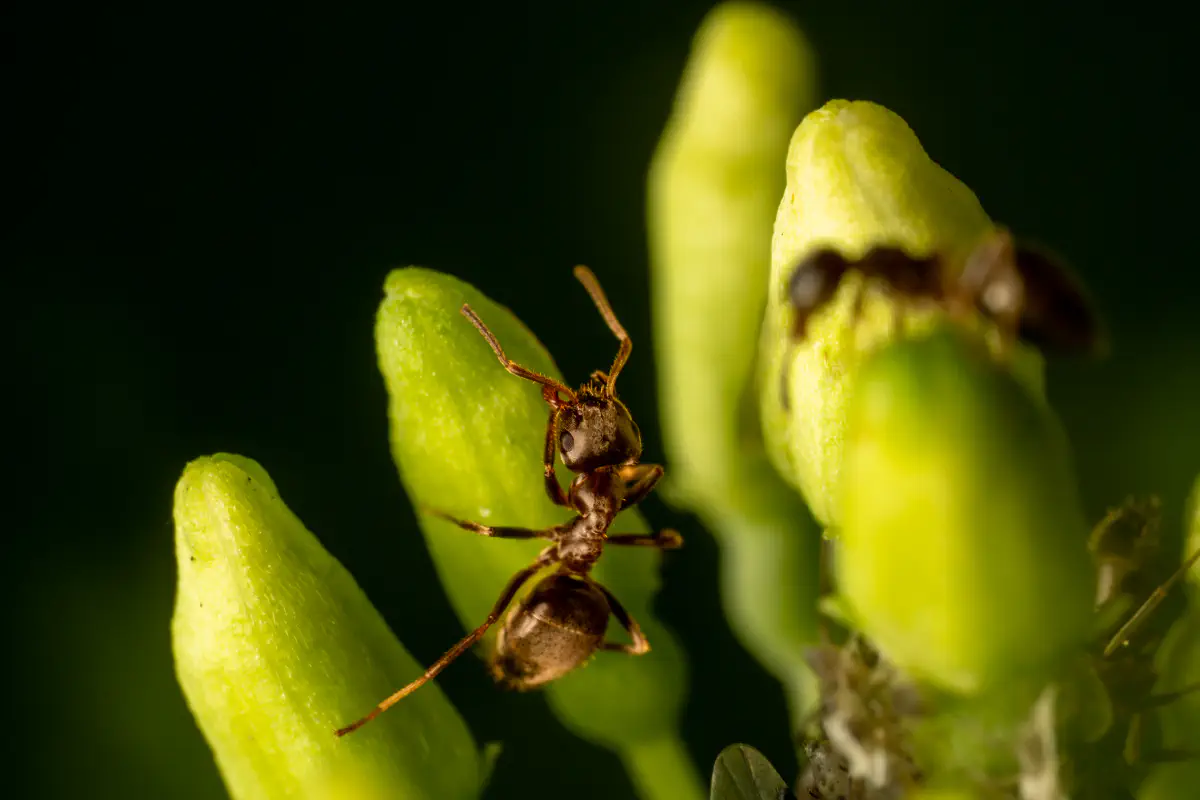 Blattläuse – No. 6