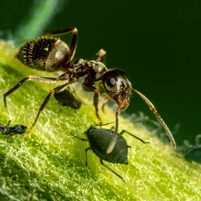 Aphidoidea