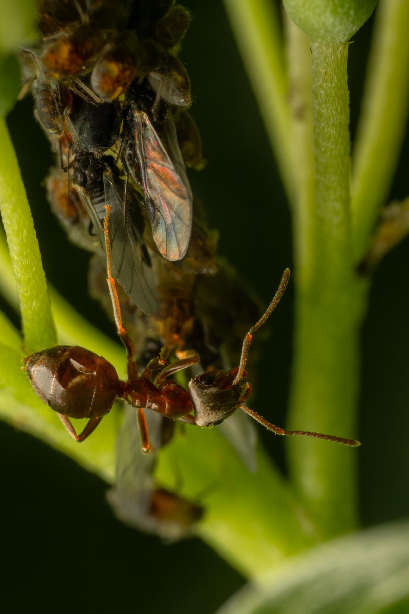 Aphidoidea – No. 7