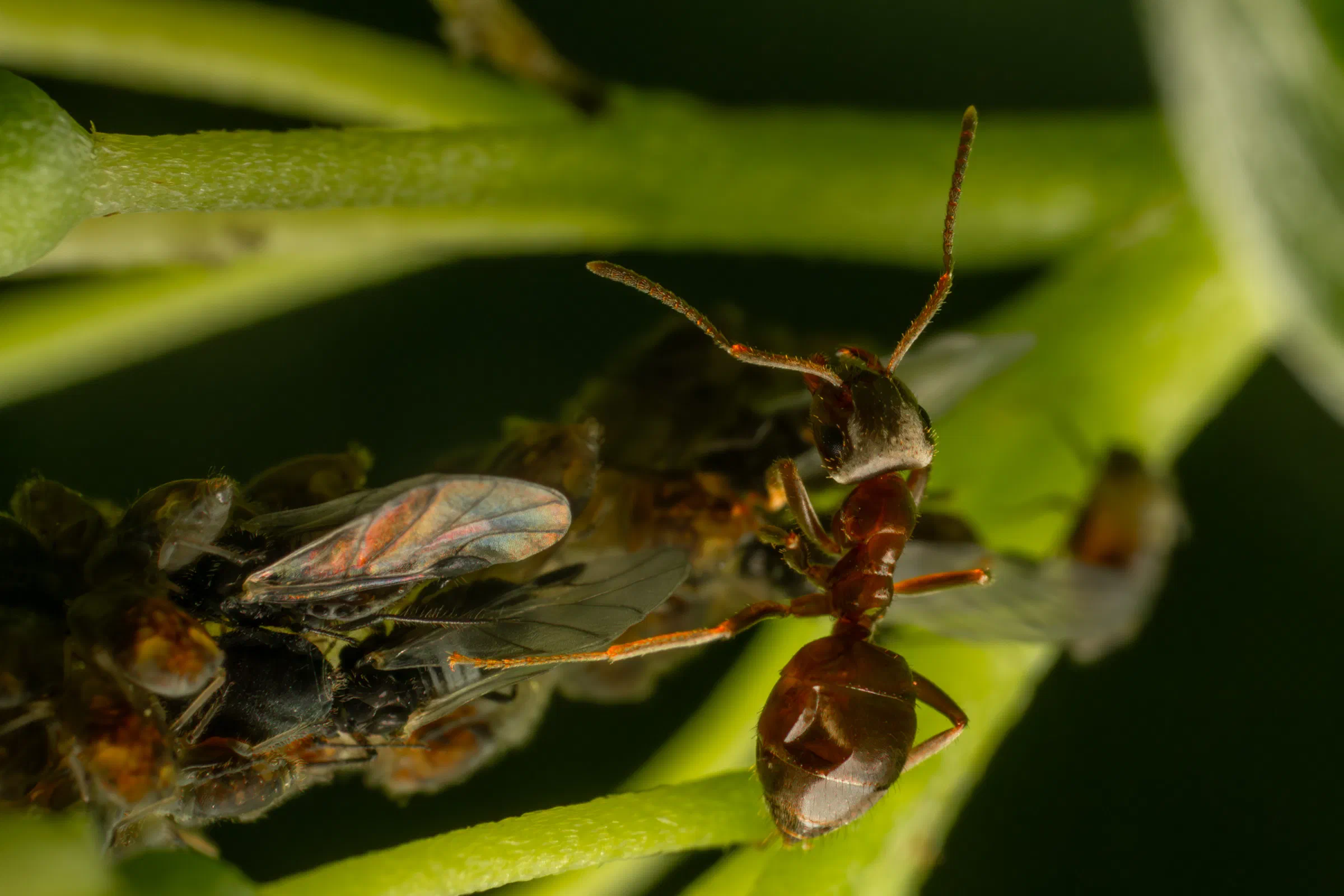 Aphidoidea