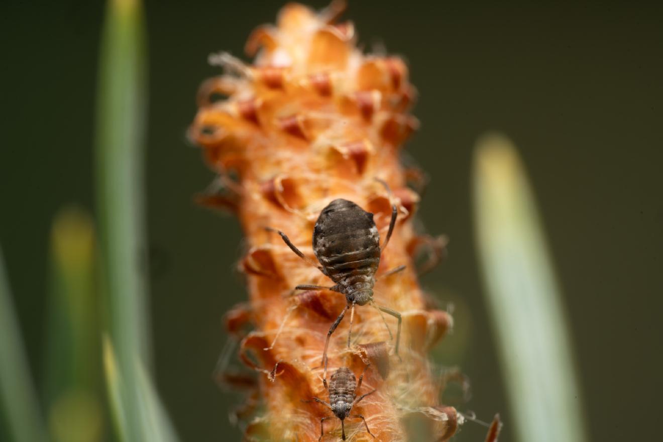 Aphidoidea – No. 9