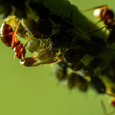 Plant-parasitic Hemipterans