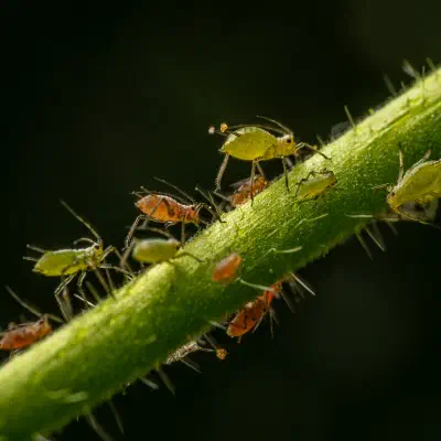 pulgones, insectos escama y parientes