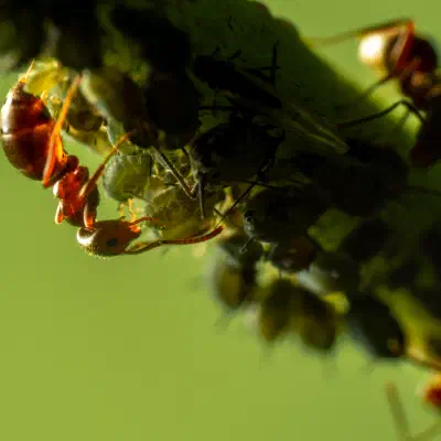 Plant-parasitic Hemipterans