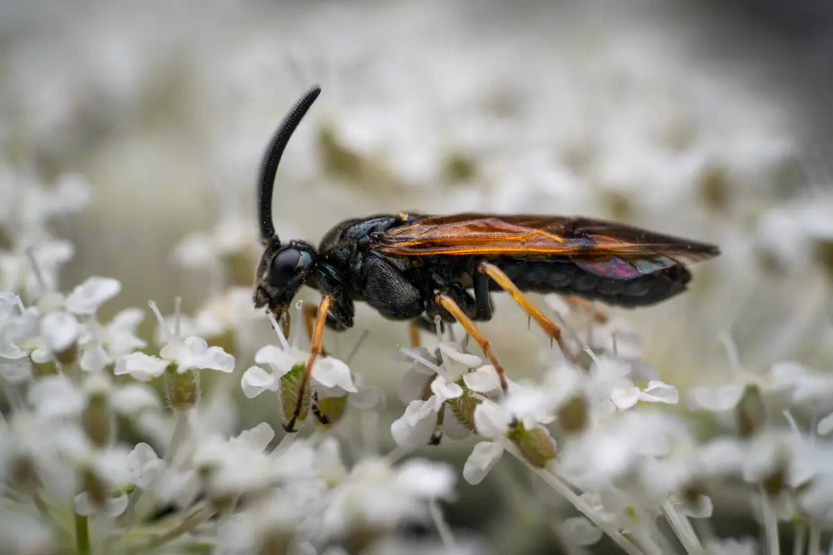 Arge cyanocrocea – No. 1