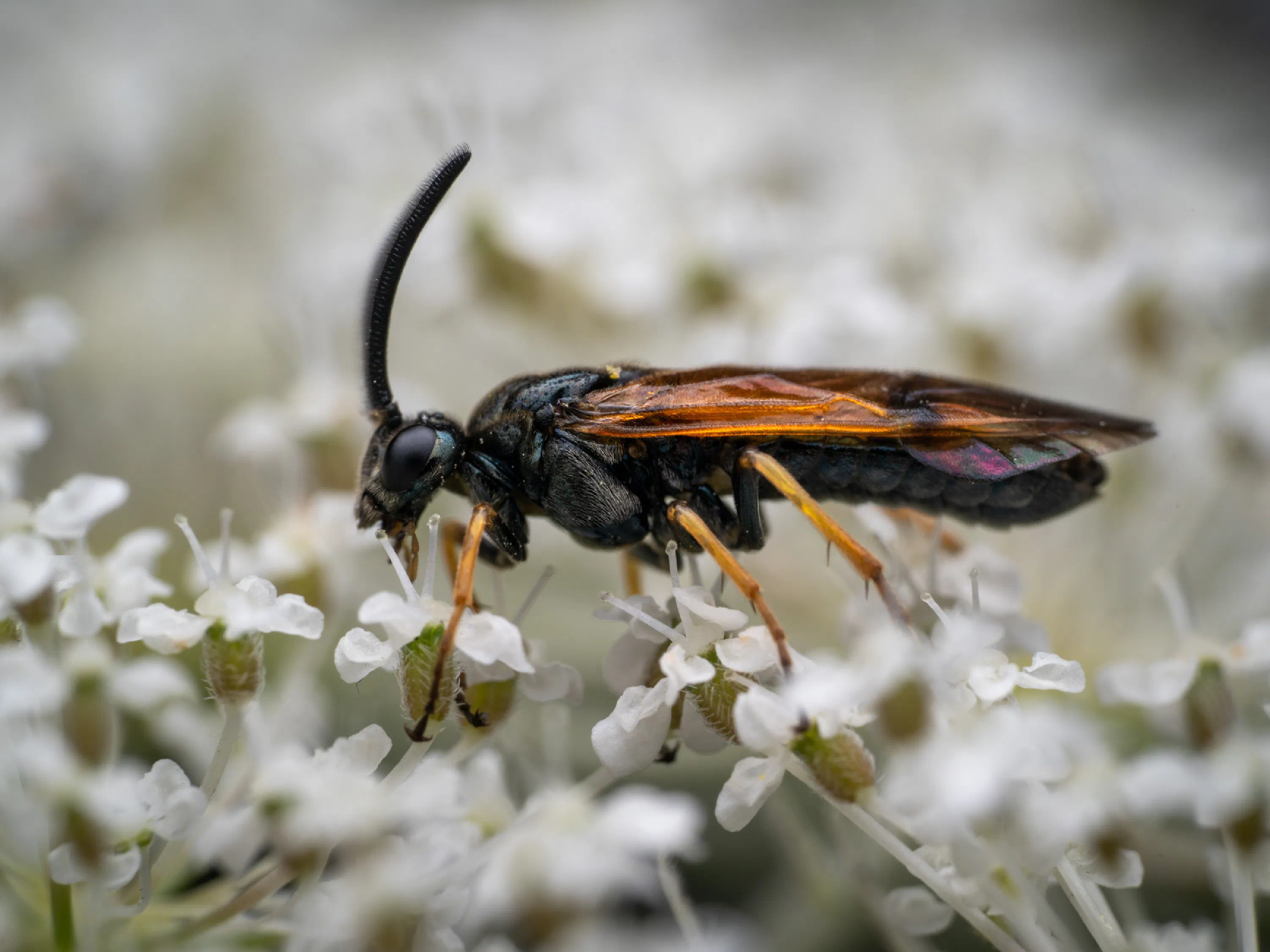 Bramble Sawfly