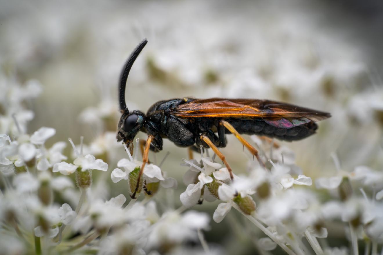 Arge cyanocrocea – No. 1