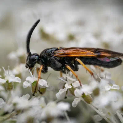 Arge cyanocrocea