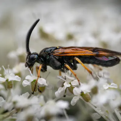 Arge cyanocrocea