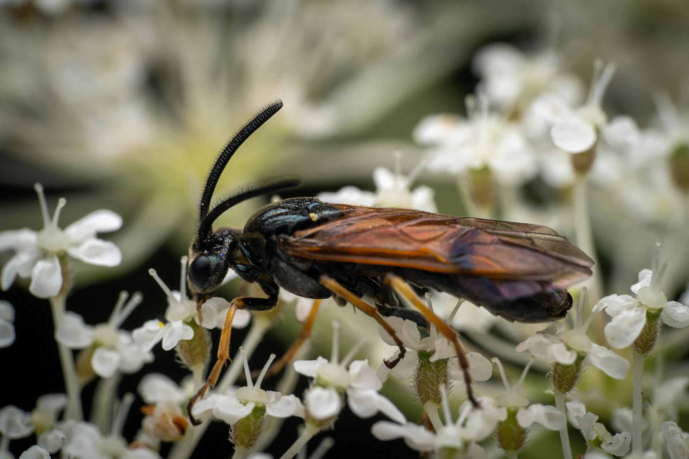 Arge cyanocrocea – No. 2