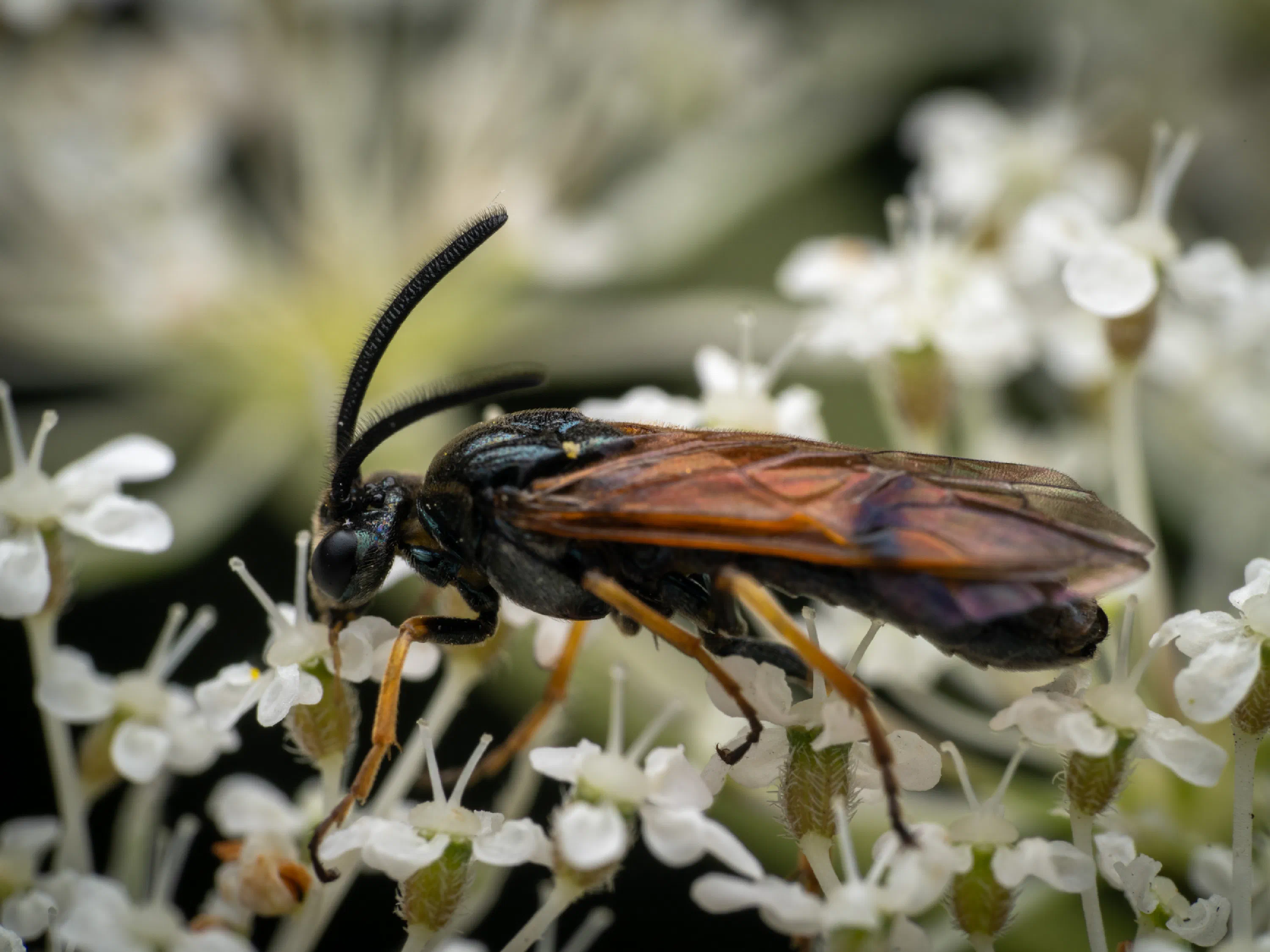 Bramble Sawfly