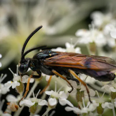 Arge cyanocrocea