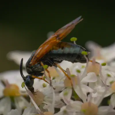 Arge ustulata
