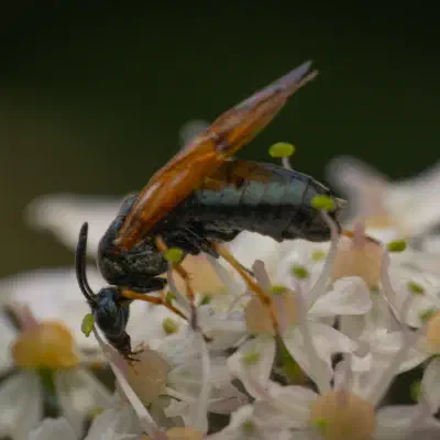 Arge ustulata