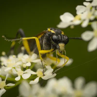 Yellow-spotted Macrophya
