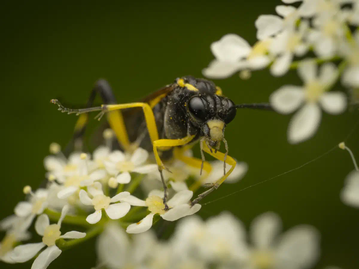 Yellow-spotted Macrophya