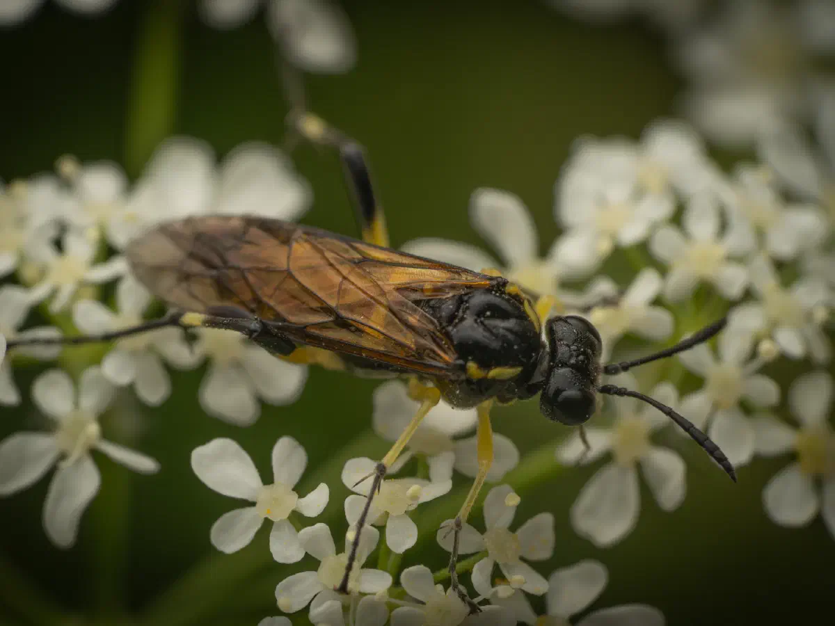 Yellow-spotted Macrophya