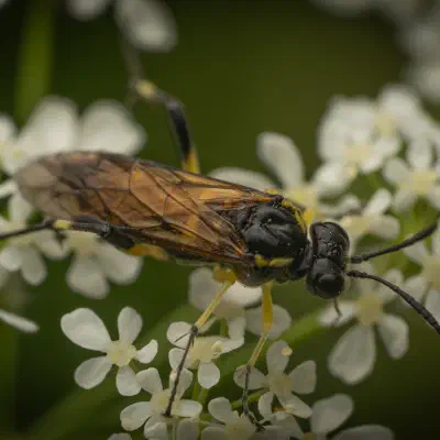 Yellow-spotted Macrophya