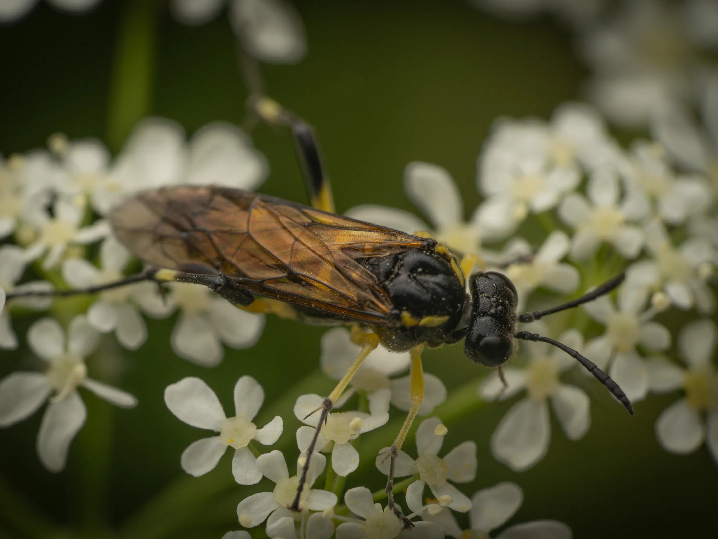 Yellow-spotted Macrophya
