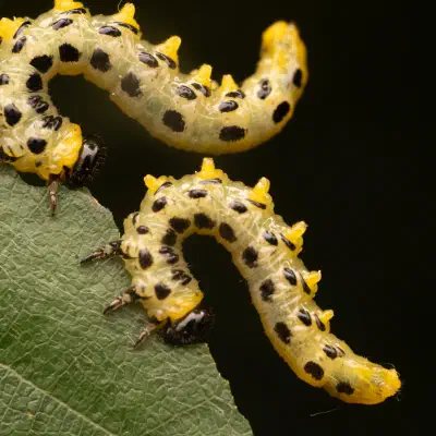 Breitfüßige Birkenblattwespe