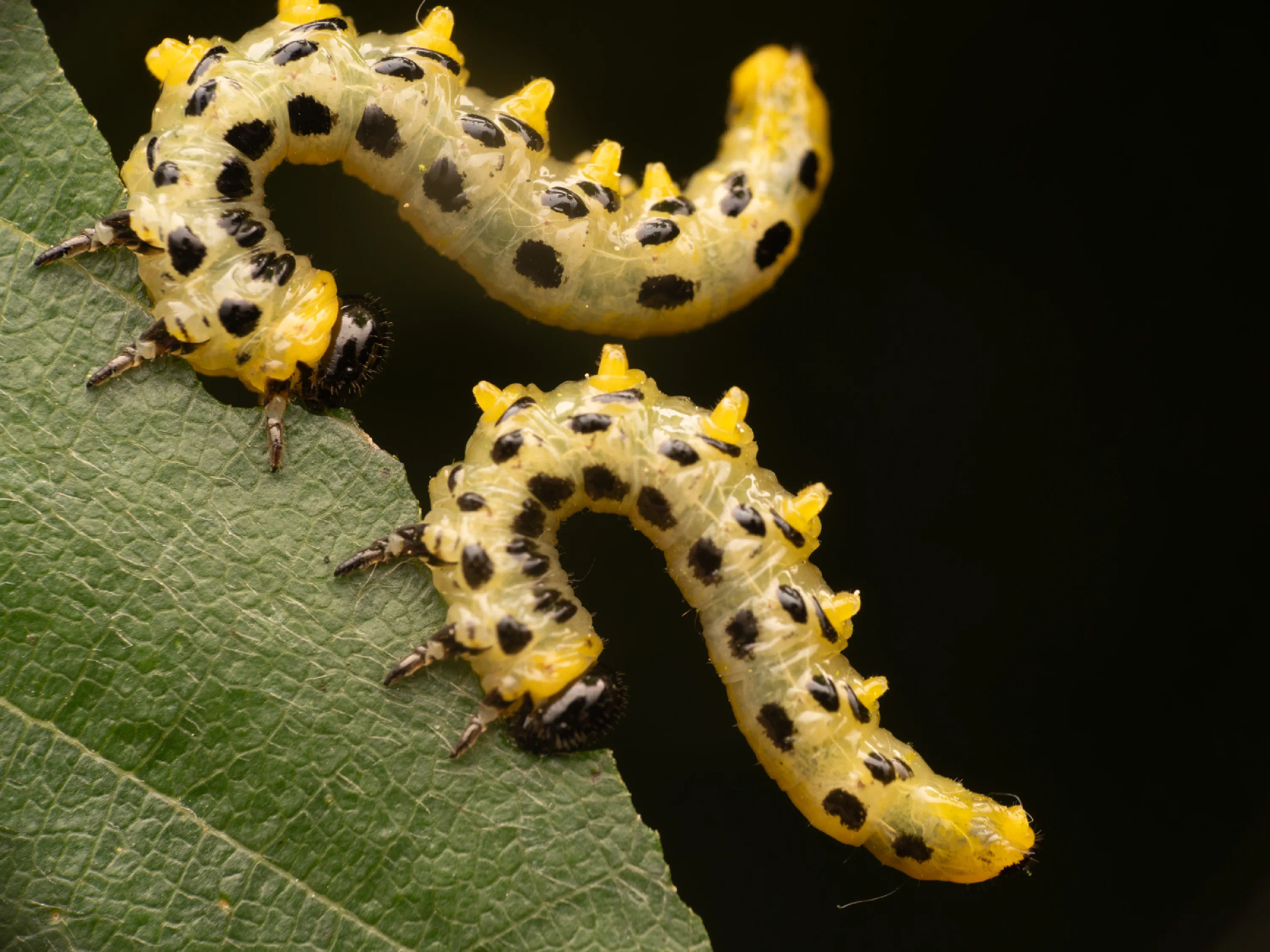 Nematus septentrionalis
