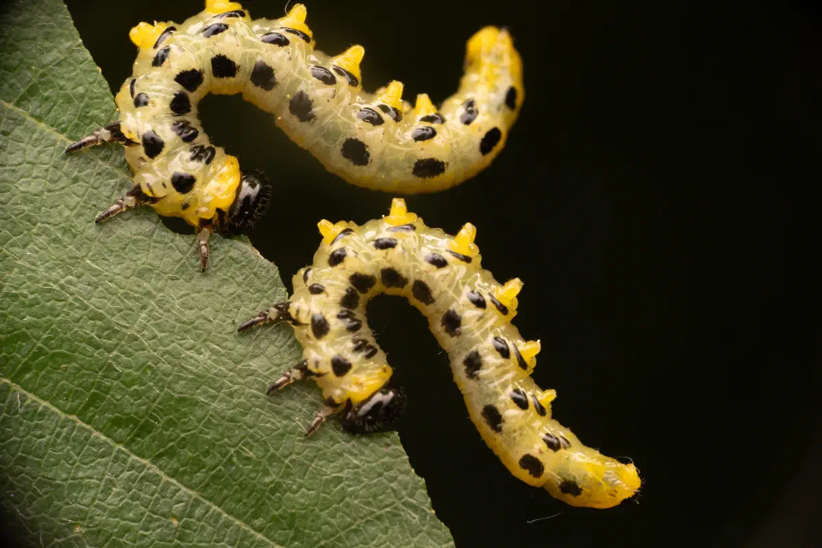 Breitfüßige Birkenblattwespe