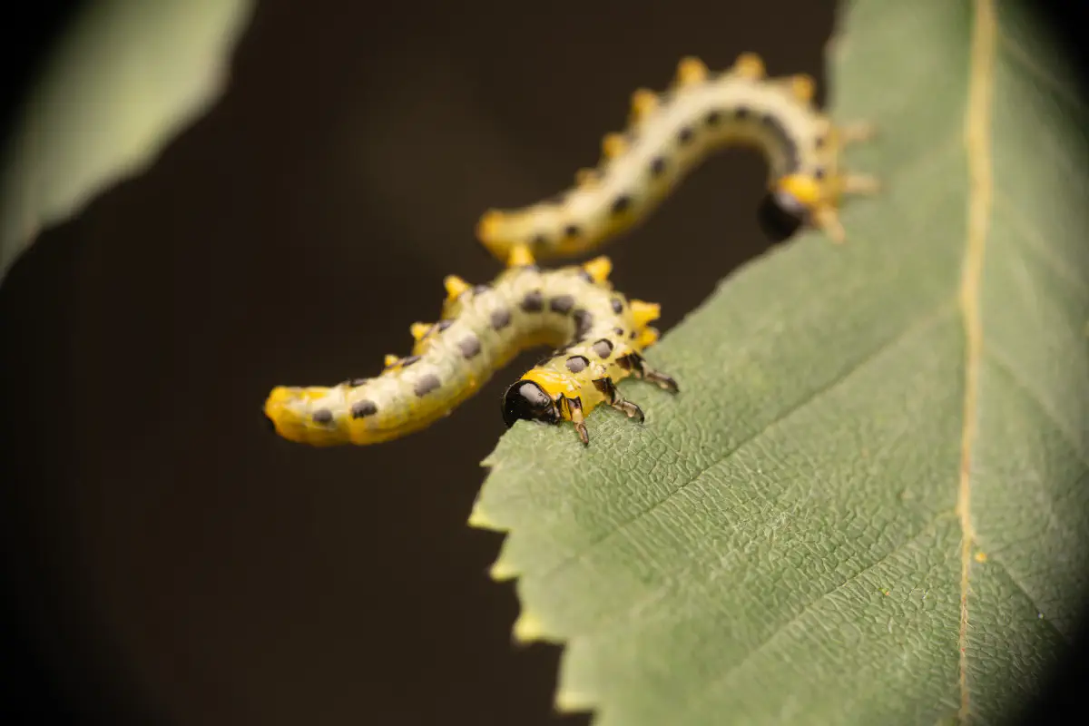 Hazel Sawfly – No. 2
