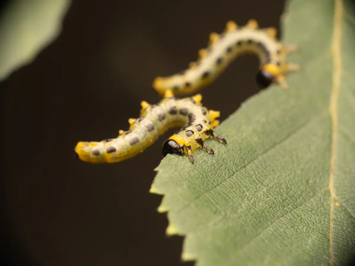 Tenthrède du bouleau