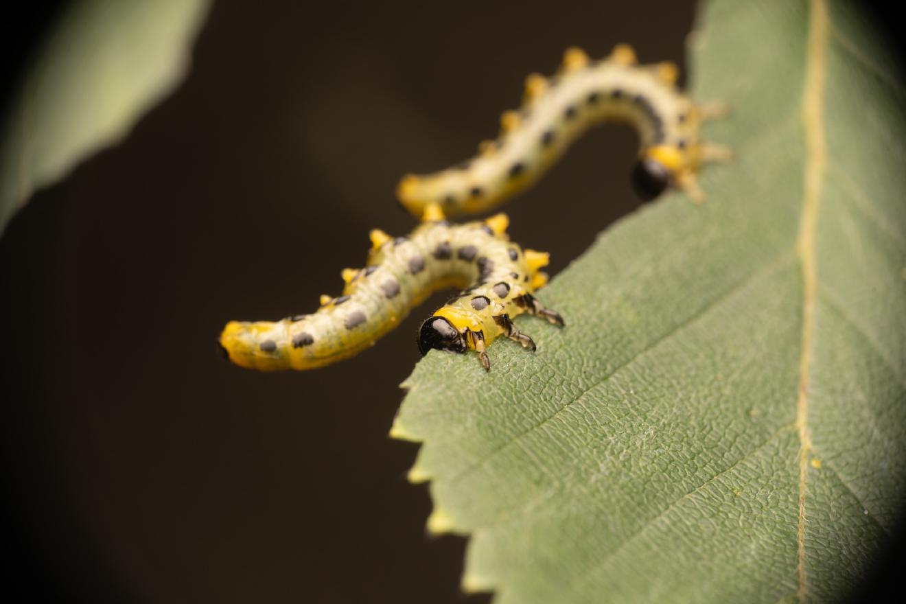 Hazel Sawfly – No. 2