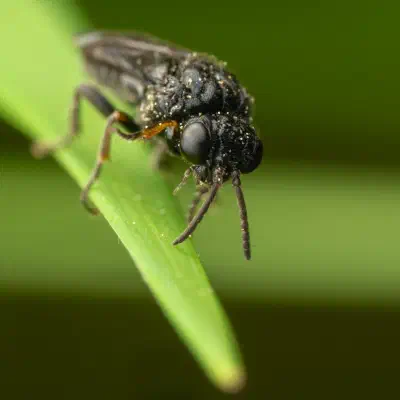 Cherry Slug Sawfly