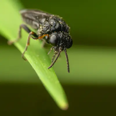 Kirschblattwespe