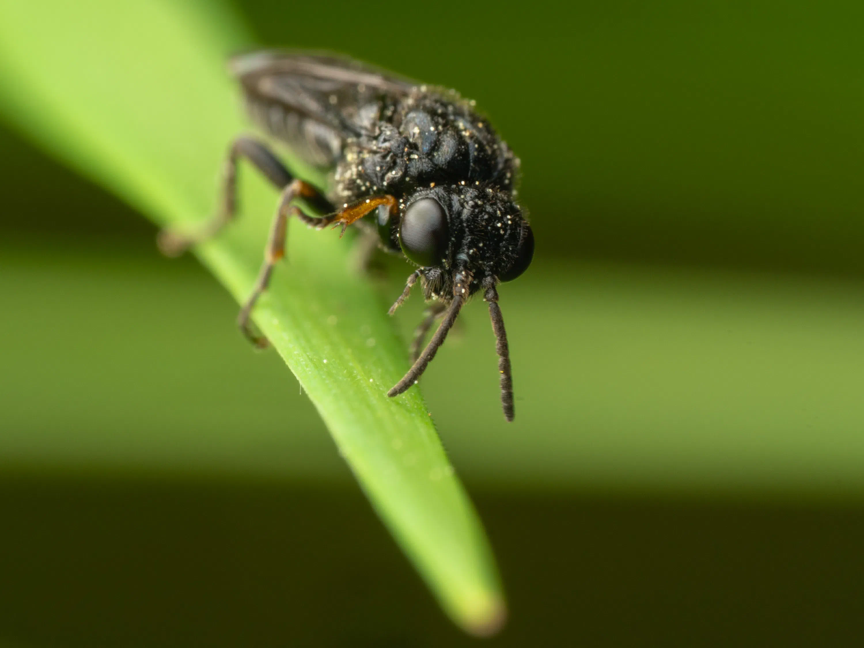Cherry Slug Sawfly