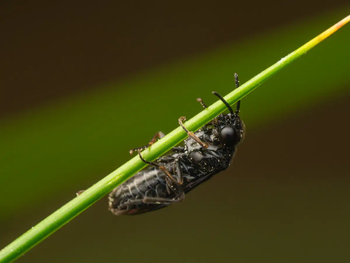 Cherry Slug Sawfly