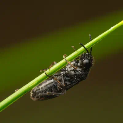 Cherry Slug Sawfly