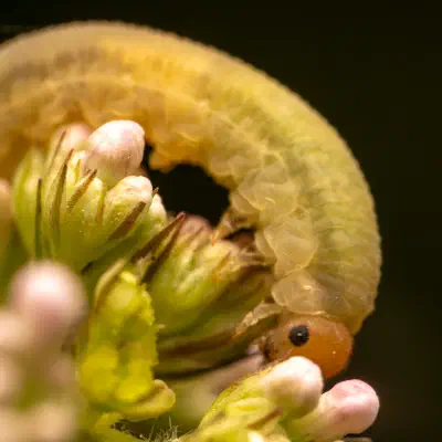 bristly rose sawfly