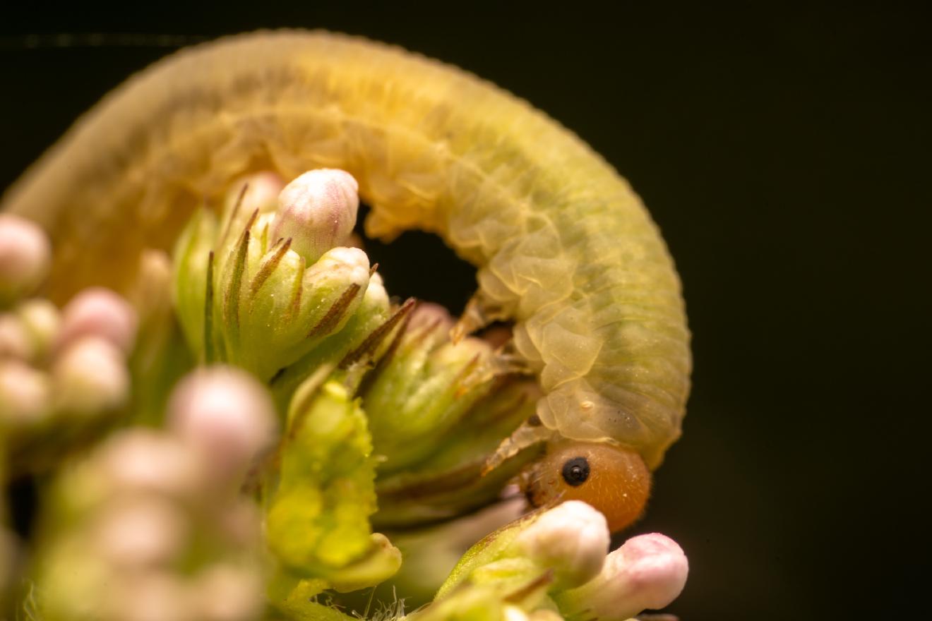 bristly rose sawfly – No. 1
