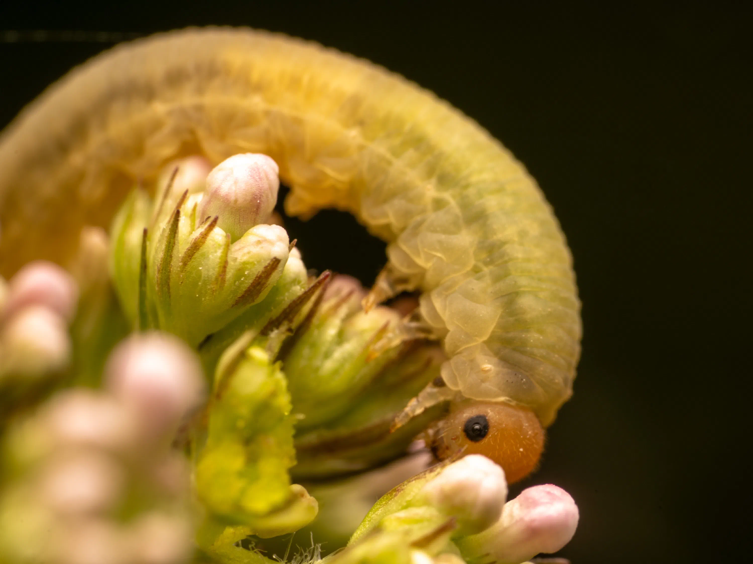 Cladius pectinicornis