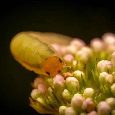 Cladius pectinicornis