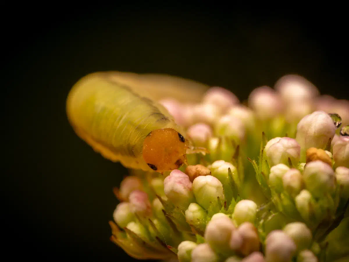 bristly rose sawfly