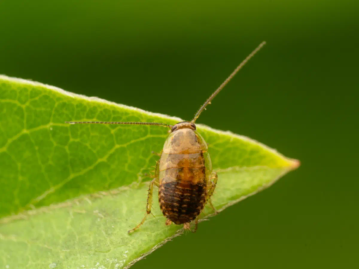 Blatte forestière ambrée